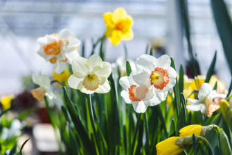 Forced Spring Bulbs Blooming Petitti Garden Centers