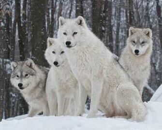 White Wolves Pack 4k HD Desktop Wallpaper For Ultra Tv