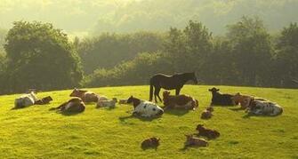 Wallpaper Horses Desktop
