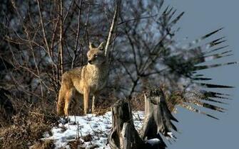 Coyote Dans La Neige Wallpaper