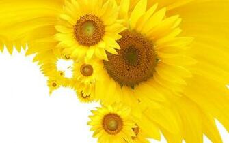 Yellow Sunflower Wallpaper Cool