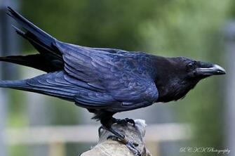 Pin Raven Bird
