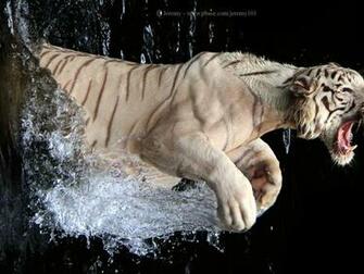 Hot Actress Wallpaper White Bengal Tiger Pictures