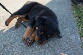 Dogs Puppies Rottweiler Wallpaper Desktop