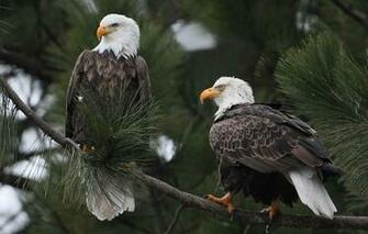 Wallpaper Bald Eagle Bird Branch Animals