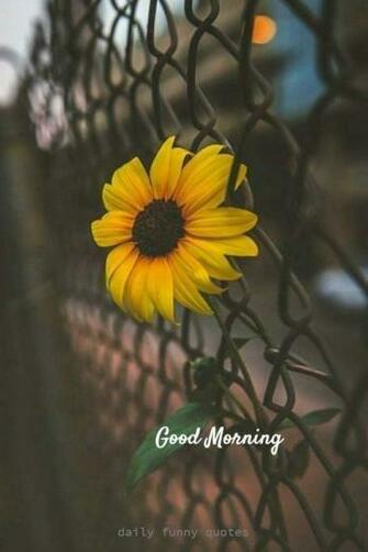 Inspirational Good Morning Quotes With Beautiful Image
