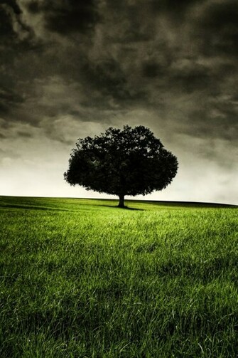 Six Feet Under Tree iPhone Wallpaper