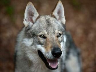 Wolf Wallpaper And Screensavers Jpg