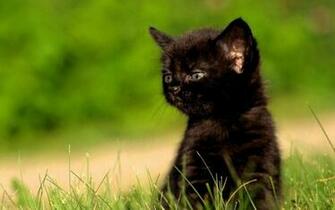 Animals Cats Kittens Wallpaper Hq