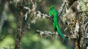 Bird Of Paradise Beautiful Birds Wallpaper