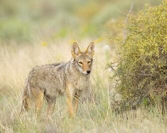 Coyote Wallpaper