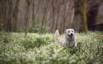 Dog Forest Flowers Spring Wallpaper