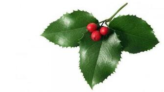 Mistletoe Wallpaper