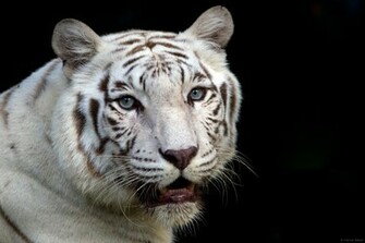 White Bengal Tiger Singapore Zoo