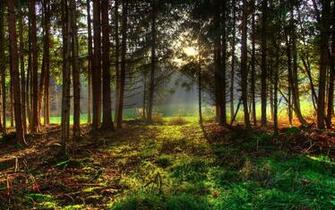 Gorgeous Spring Forest Wallpaper Jpg