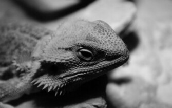 Bearded Dragon Wallpaper