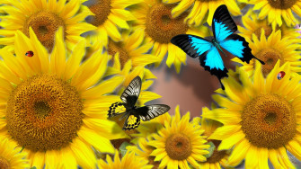 Sunflowers And Butterflies Wallpaper On