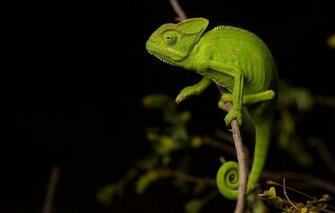 Wallpaper Chameleon Branch Lizard Black Background Image For