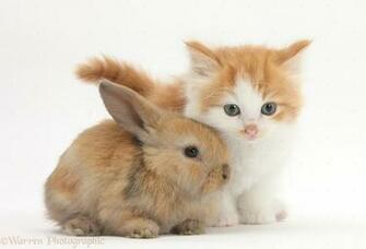 Baby Rabbit Pictures Image Becuo
