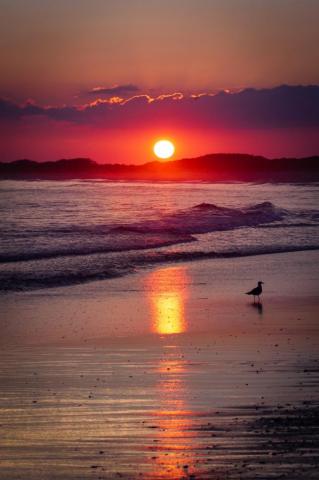 Birds Sunset Pictures Image