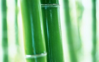 Green Bamboo Wallpaper HD