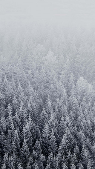 Cute Forest With Winter Trees Phone Wallpaper