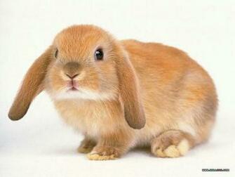 Baby Rabbits Photo A Lop Ear Rabbit Portrait Cuddly