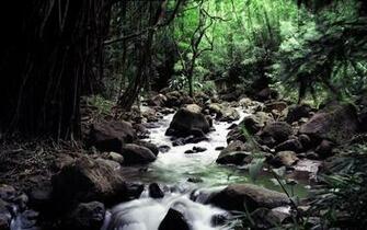 Forest Stream Wallpaper