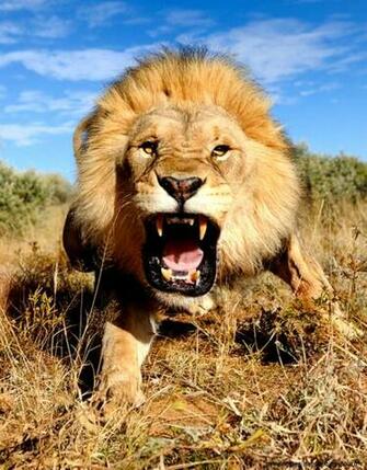 Lion Wallpaper HD 1080p Widescreen Amazing