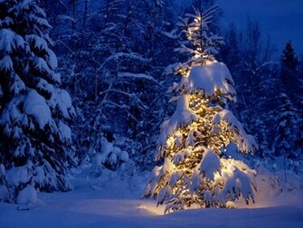Christmas Trees And Holiday Desktop Wallpaper