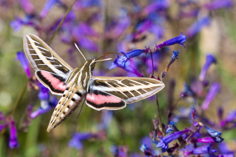 Sphinx Moth Wallpaper