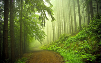 Beautiful Forest Road Wallpaper