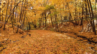 Early Fall Wallpaper