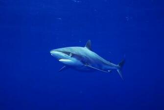 Cute Background And Wallpaper Sharks Killer Whales