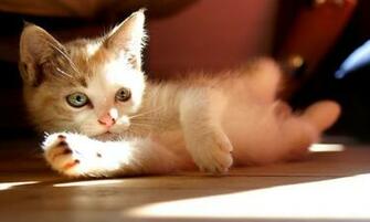 White Cute Kitten Sleeping X Close