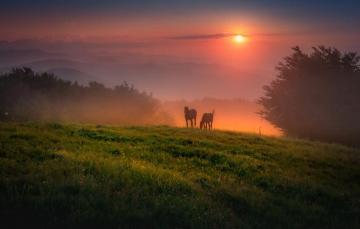 Wallpaper Summer Landscape Sunset Mountains Horses Horse