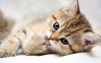 Cat Kittens Live Wallpaper Android Apps On Google Play