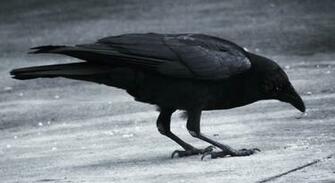 Black Raven Waiting Wallpaper From Dark