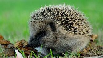 Cute Hedgehog Wallpaper