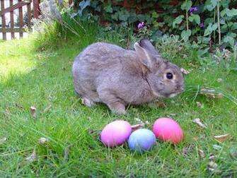 Easter Bunny And Eggs From