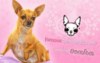 Famous Chihuahua Wallpaper