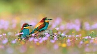 Index Of Data Wallpaper Bird