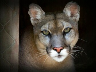 Puma Wallpaper