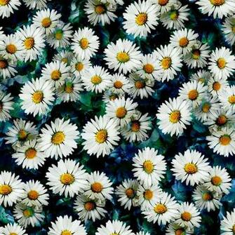 Daisy Background Quotes
