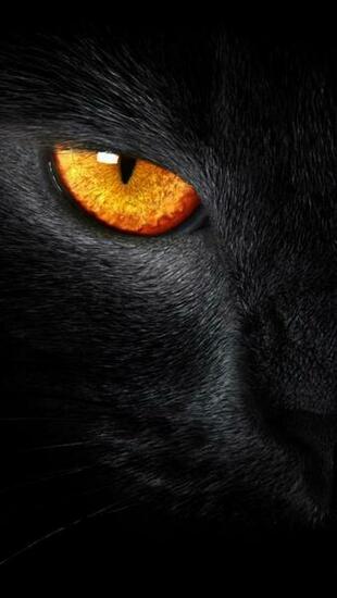 Amazing Animal iPhone Wallpaper To Animals
