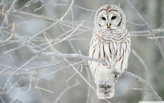 Of Snowy White Owl In Flight On A Background Jpg