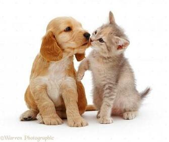 Dogs Amp Puppies