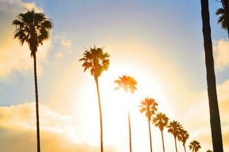 Back Gallery For California Palm Trees HD