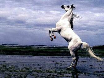 Arabian Stallion Rearing Riderless Horse Wallpaper