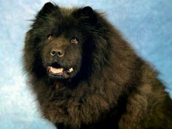 Black Chow Wallpaper Dogs Animals In Jpg Format